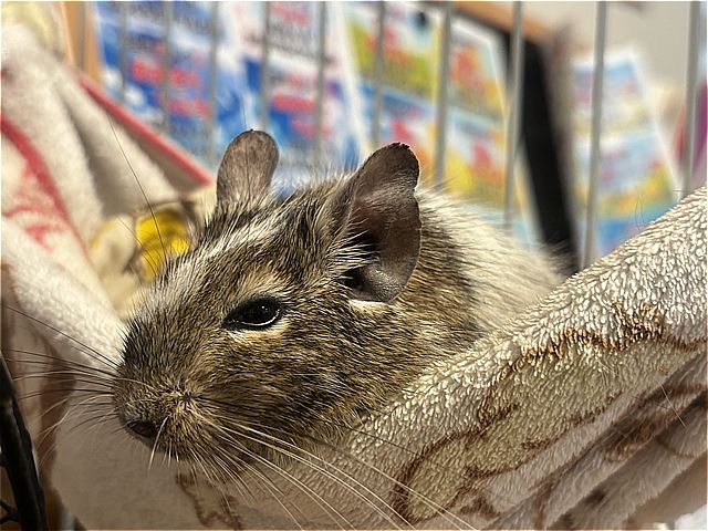 ロイちゃん⑮